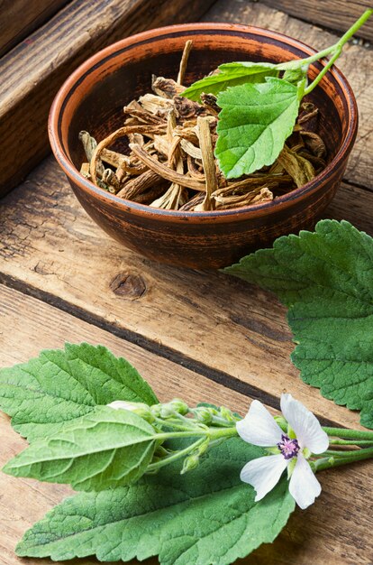 Eibischwurzel getrocknet in Schale, frische Eibischblätter und Blüte auf Holztisch
